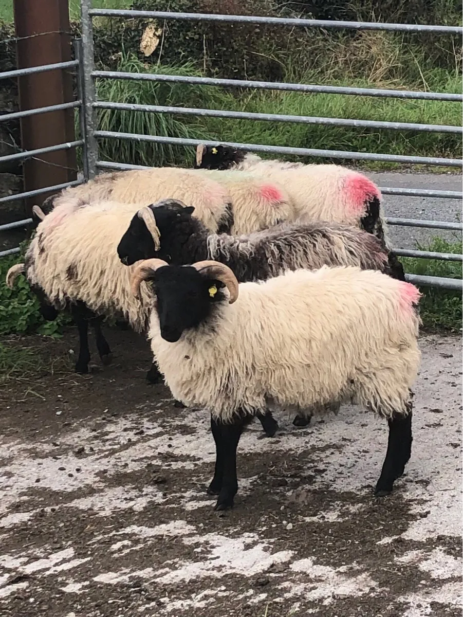 Sheep - Image 4