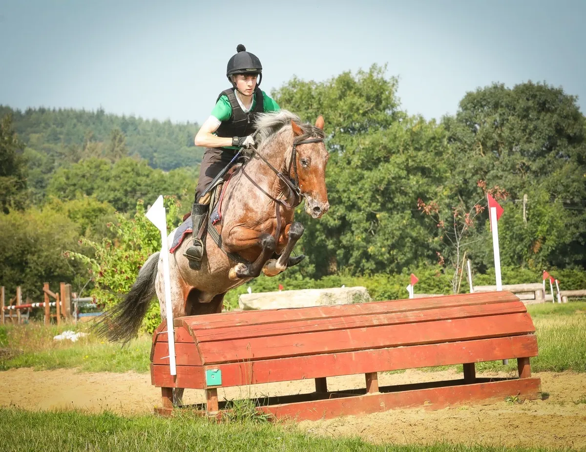 Appaloosa gelding - Image 4