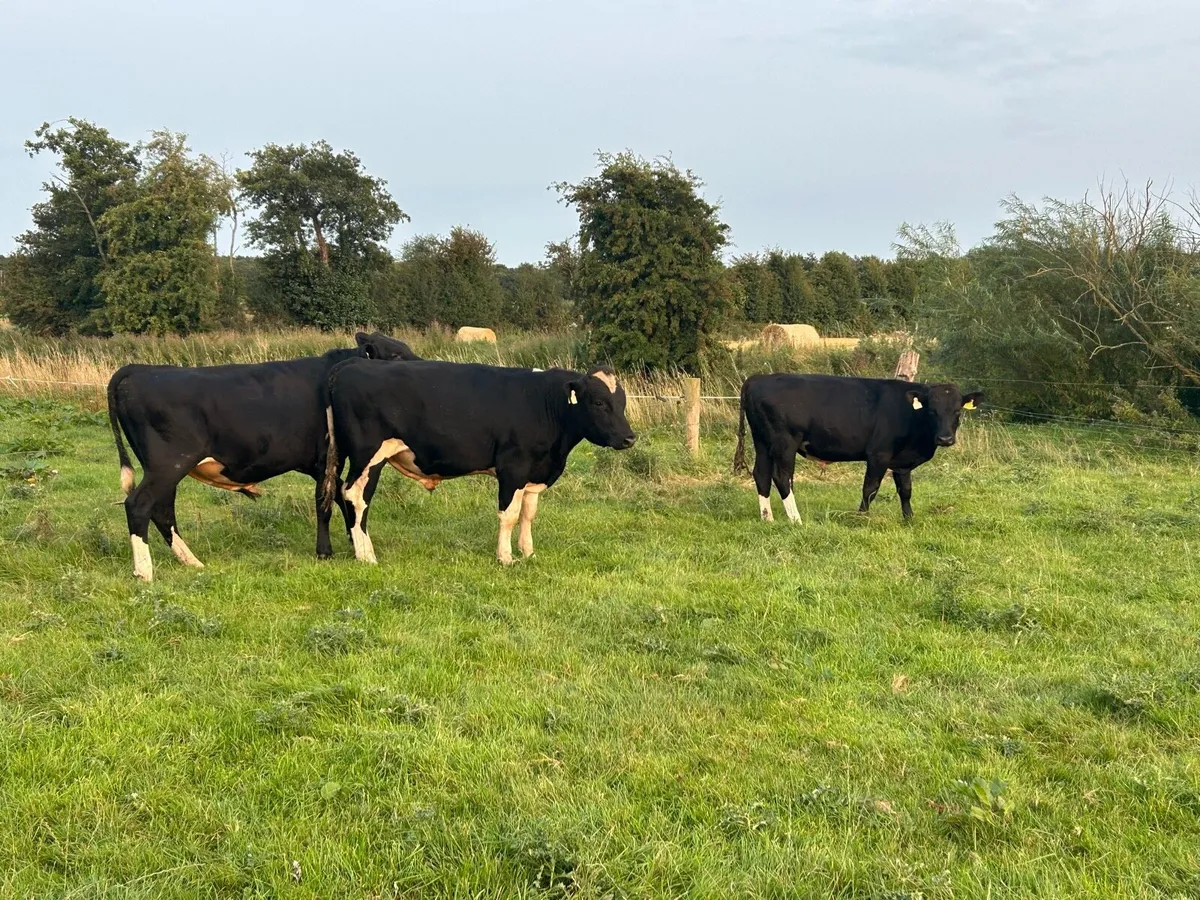 High EBI Friesian Bulls - Image 1