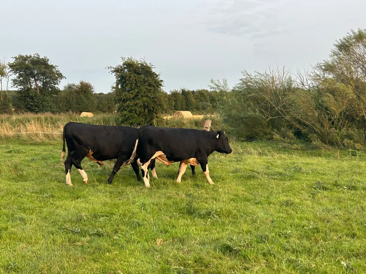 High EBI Friesian Bulls - Image 2