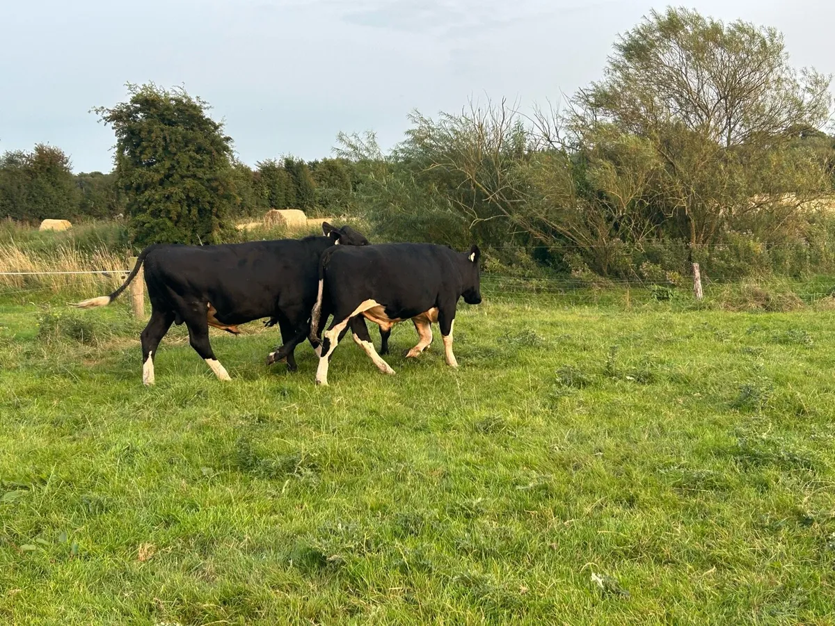High EBI Friesian Bulls - Image 3