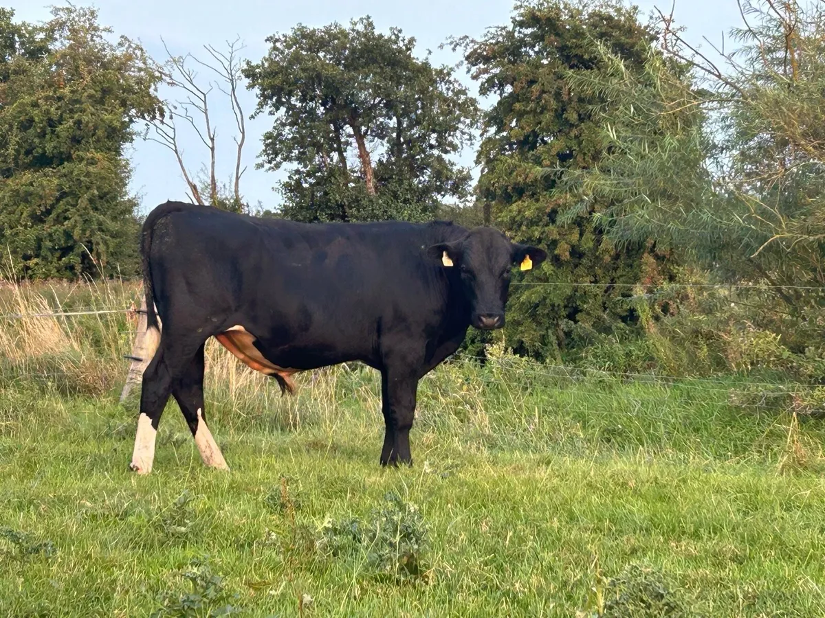 High EBI Friesian Bulls - Image 4