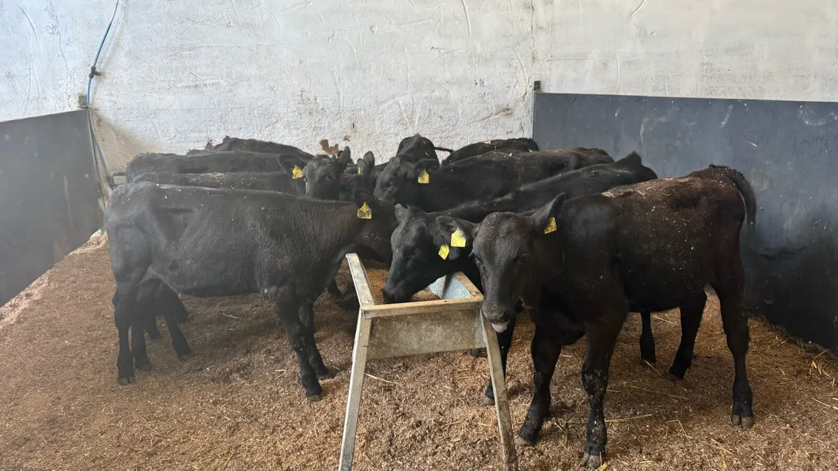 Aberdeen Angus Heifers - Image 1