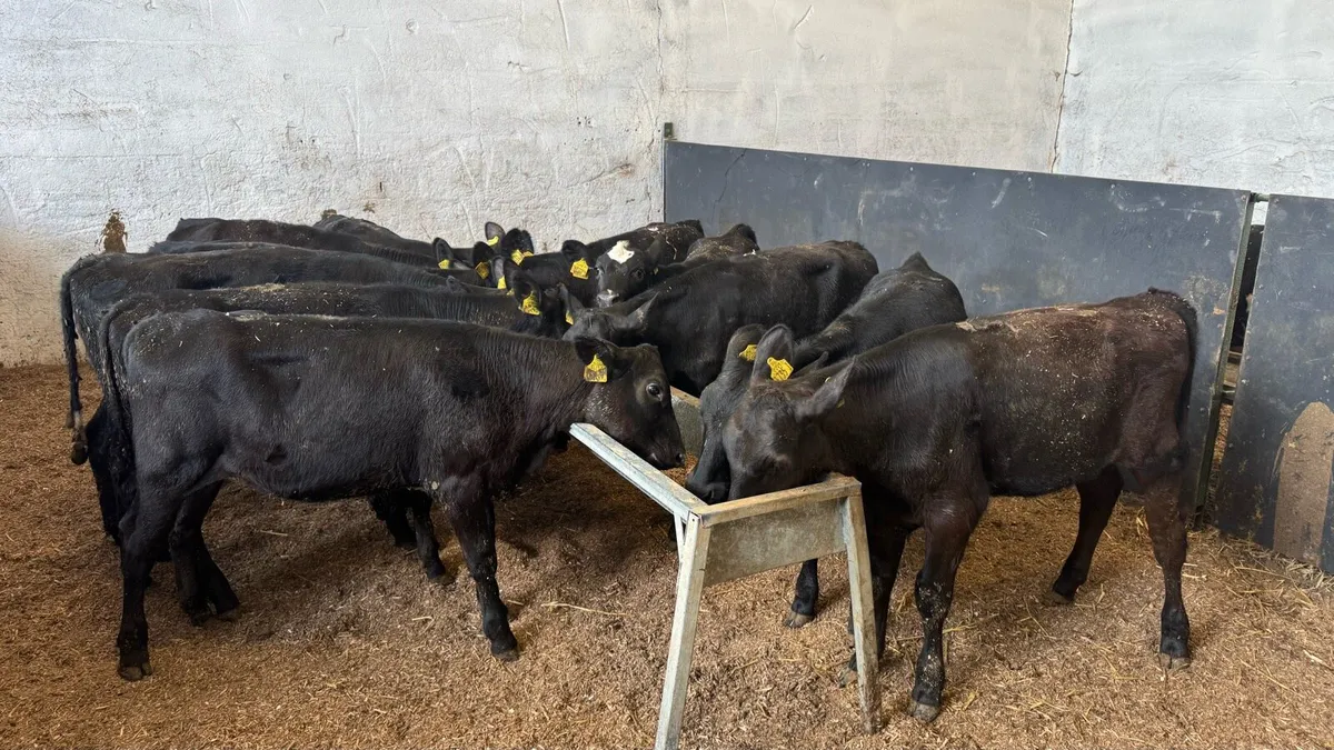 Aberdeen Angus Heifers - Image 2