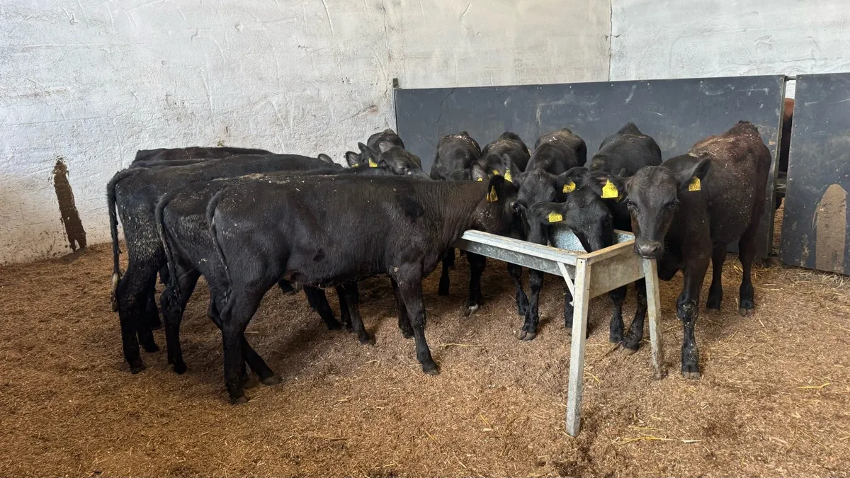 Aberdeen Angus Heifers - Image 3