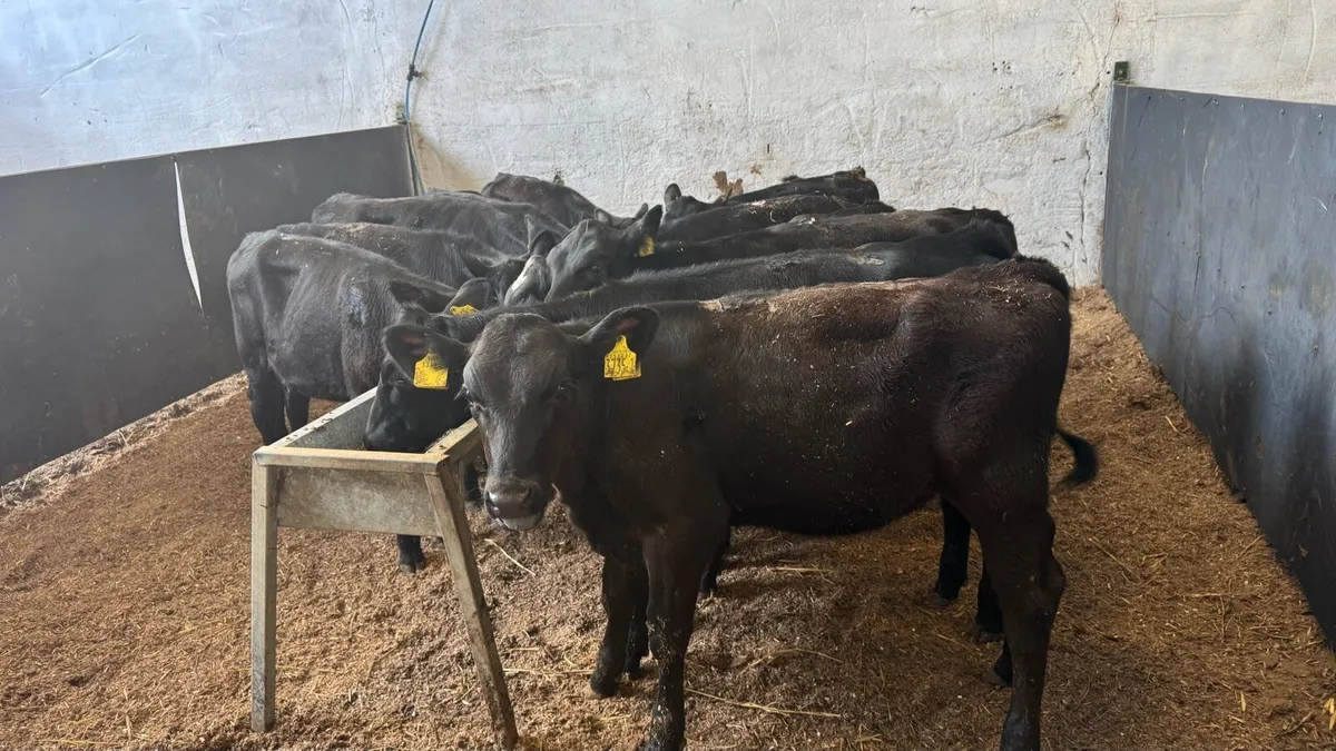 Aberdeen Angus Heifers - Image 4