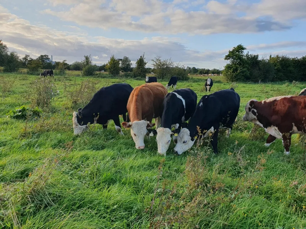 HEREFORD BULLOCKS - Image 1