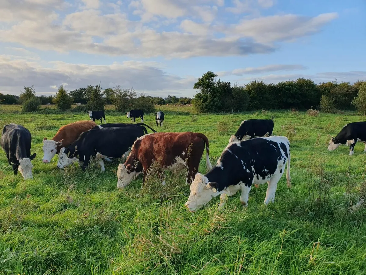 HEREFORD BULLOCKS - Image 2