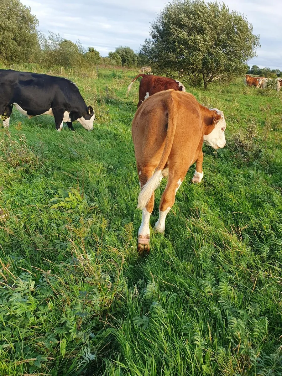 HEREFORD BULLOCKS - Image 3