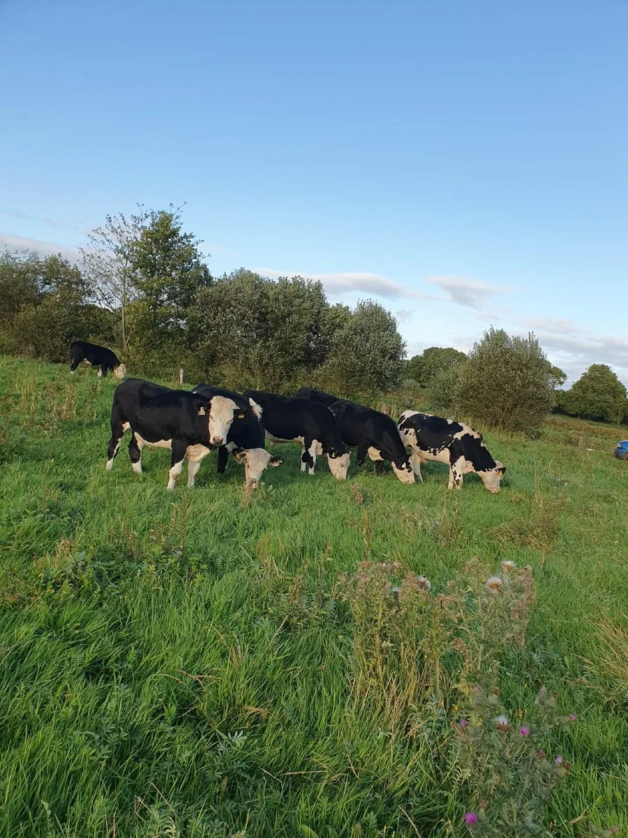 HEREFORD BULLOCKS - Image 4
