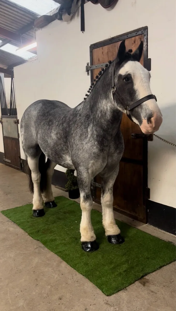 👀 Riding Cobs Wanted 👀 - Image 1