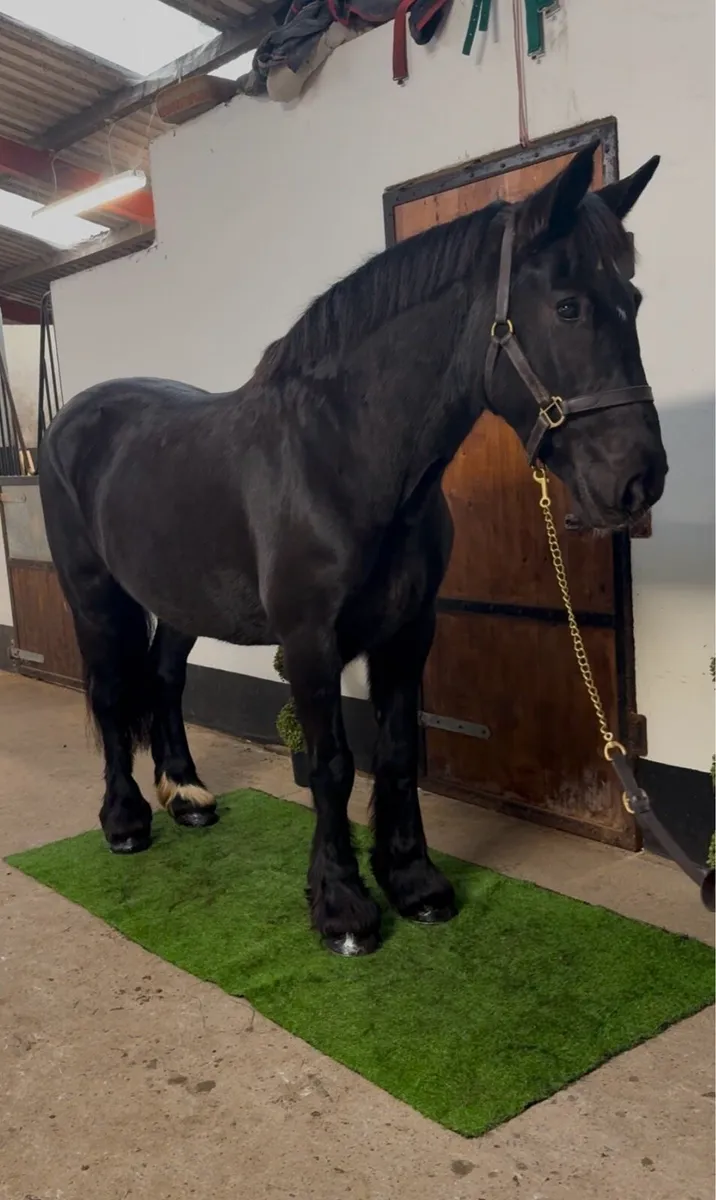 👀 Riding Cobs Wanted 👀 - Image 2