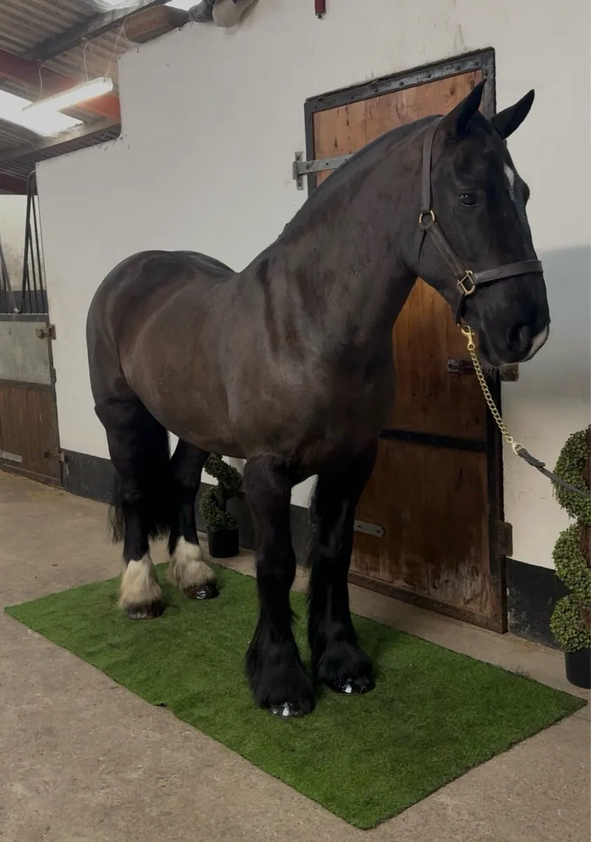 👀 Riding Cobs Wanted 👀 - Image 4