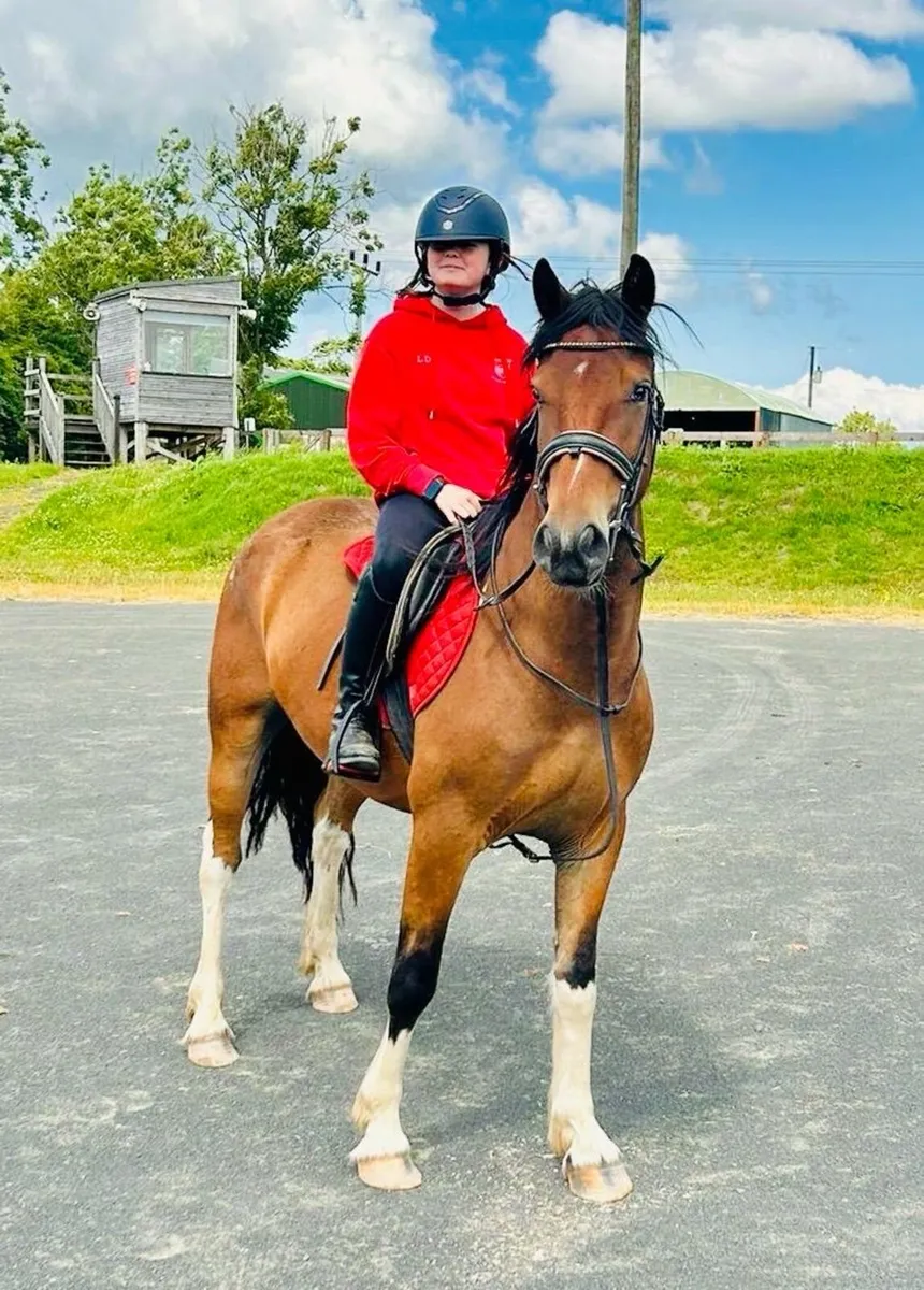 Perfect riding horse - Image 1