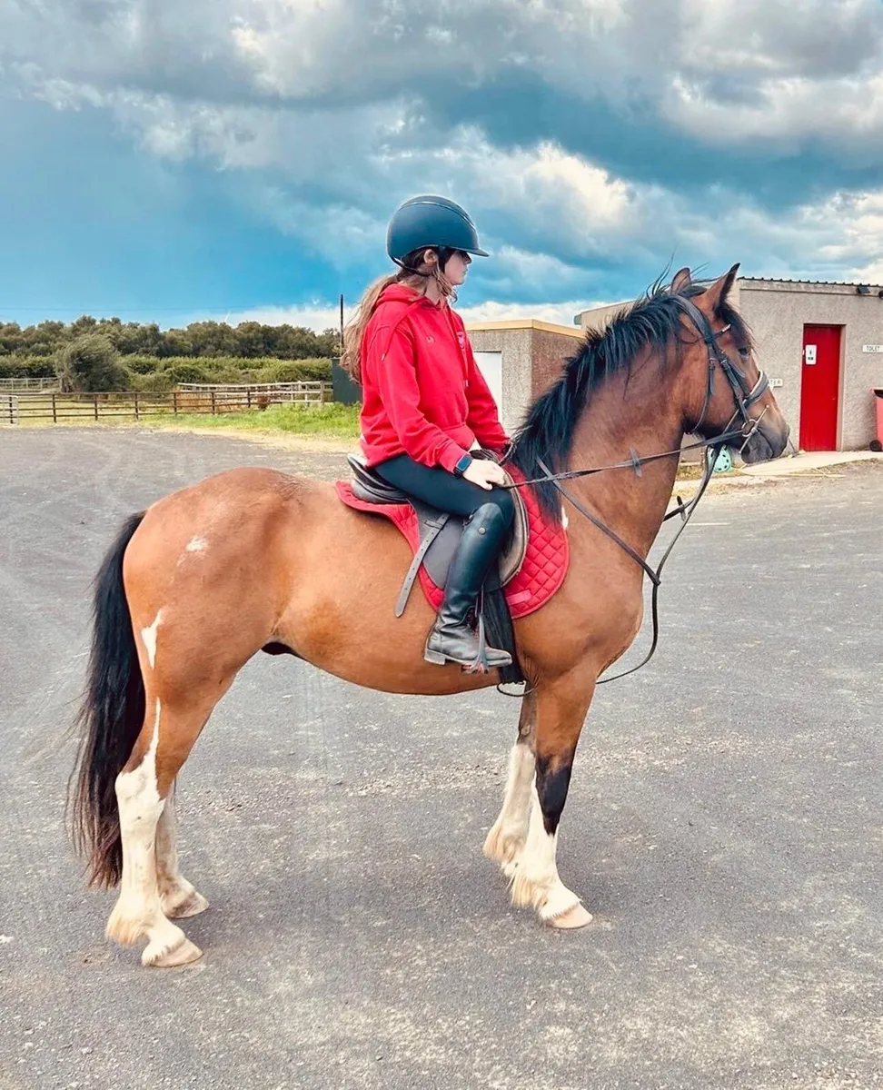 Perfect riding horse - Image 2
