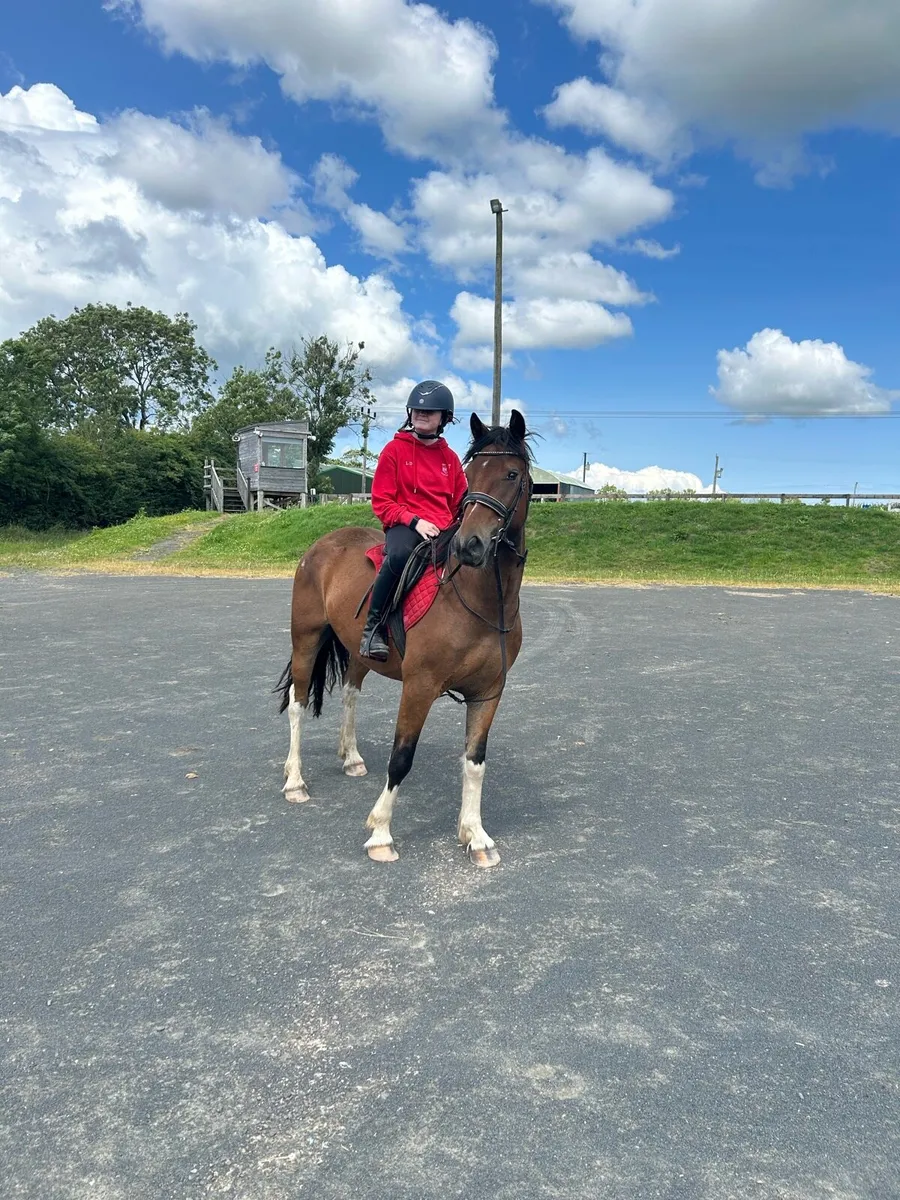 Perfect riding horse - Image 3