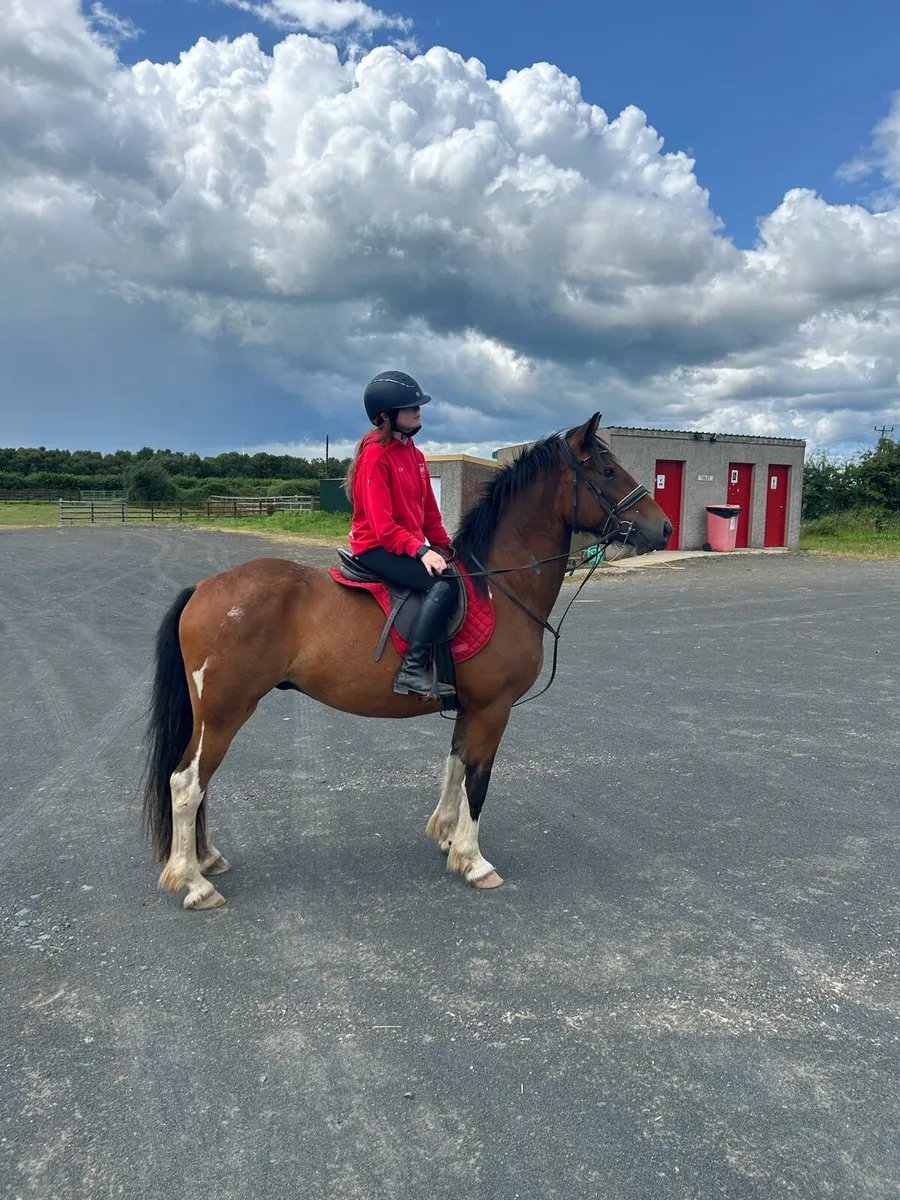 Perfect riding horse - Image 4