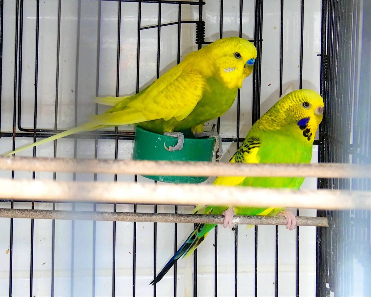 Budgies - Image 2