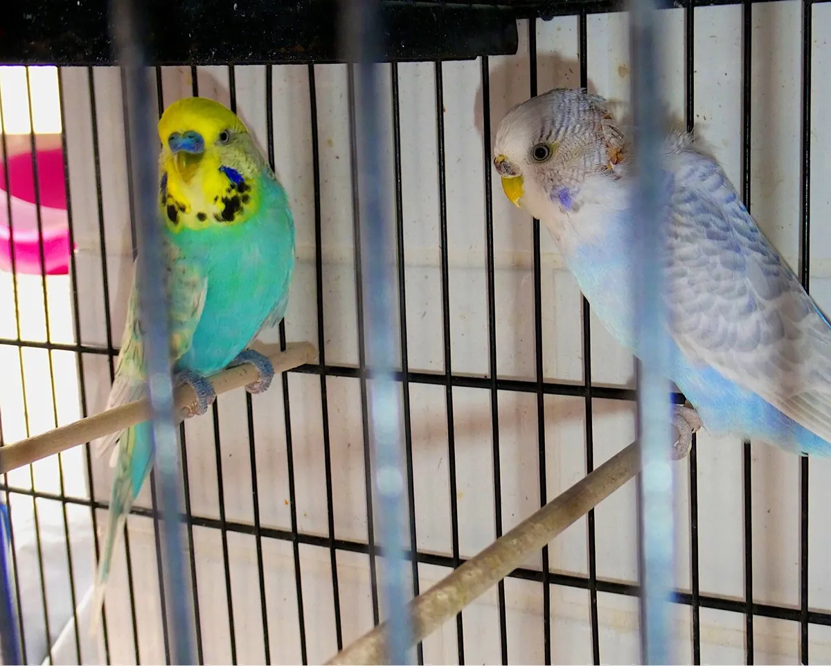 Budgies - Image 3