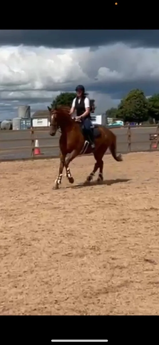 Horse - Image 1