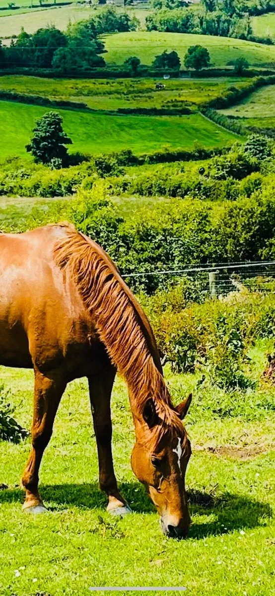 Horse - Image 2