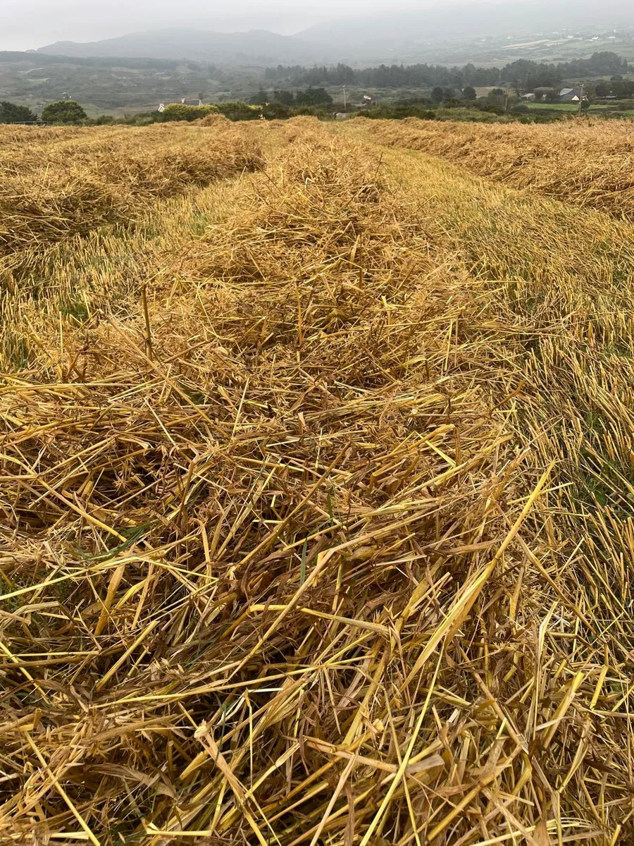 Square bales of organic oat straw