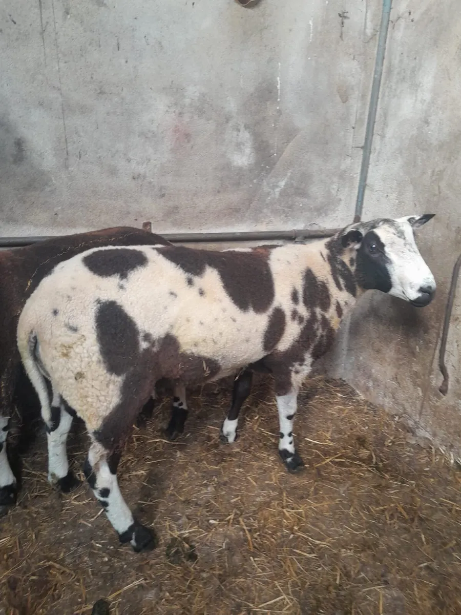 Breeding rams - Image 1