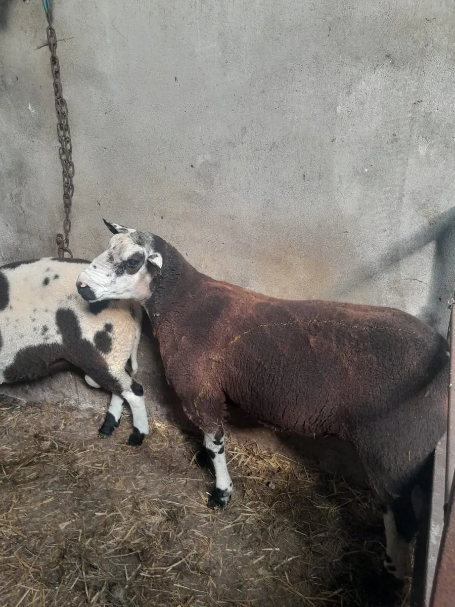 Breeding rams - Image 2