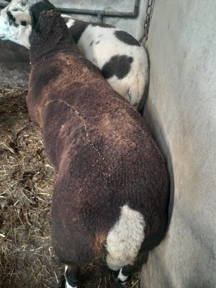 Breeding rams - Image 3
