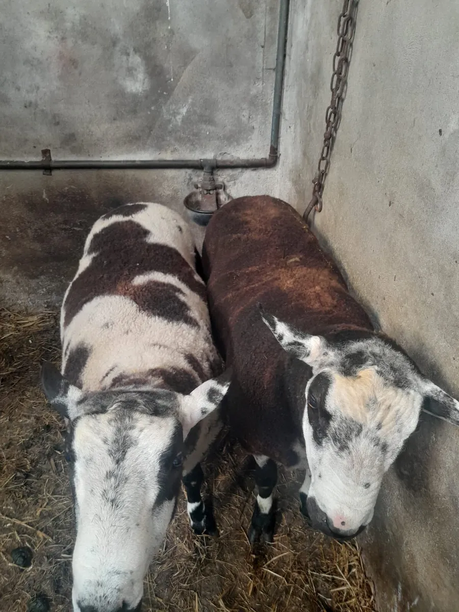 Breeding rams - Image 4