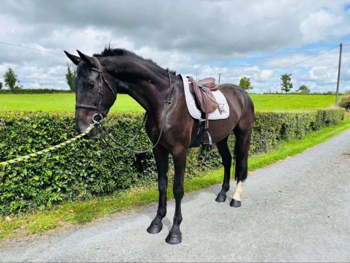 4YO Gelding By Sligo Candy Boy Cavan Sales Lot151 - Image 1