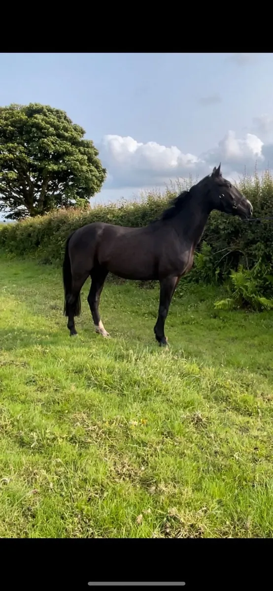 4YO Gelding By Sligo Candy Boy Cavan Sales Lot151 - Image 4