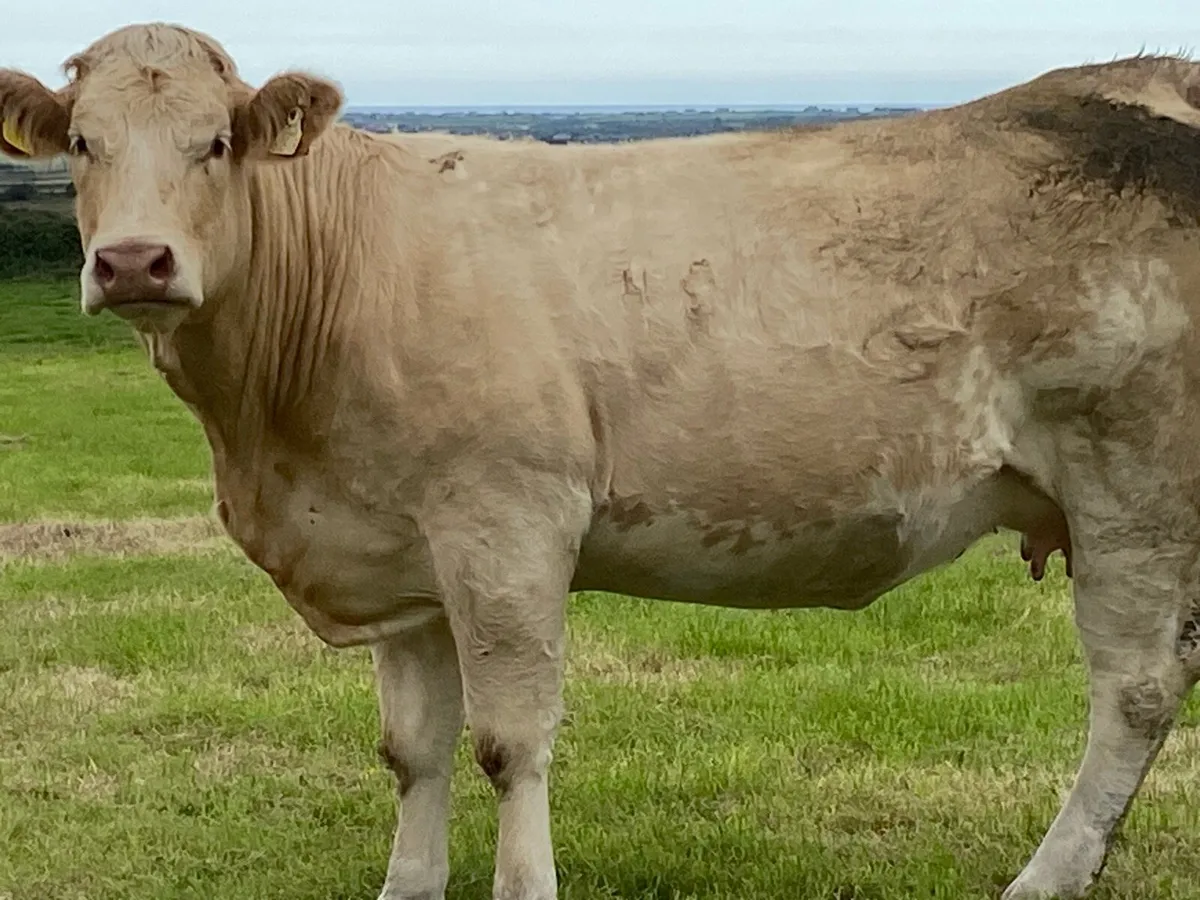 In calf Heifers - Image 1