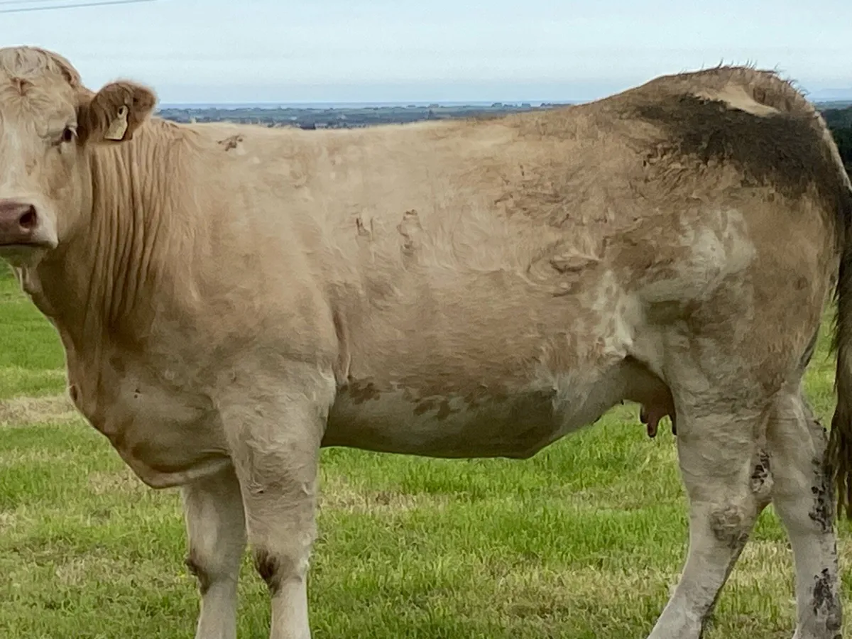 In calf Heifers - Image 2