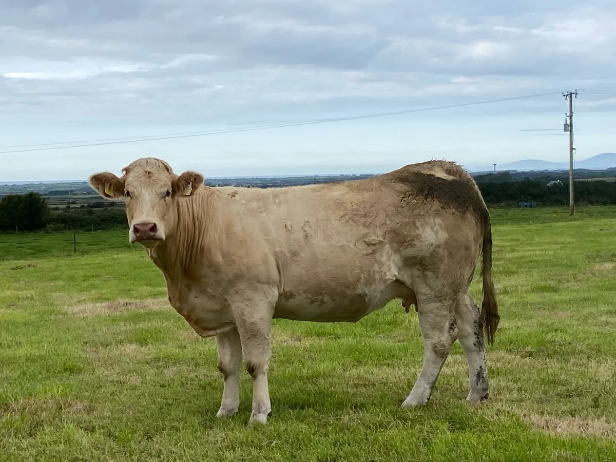In calf Heifers - Image 3