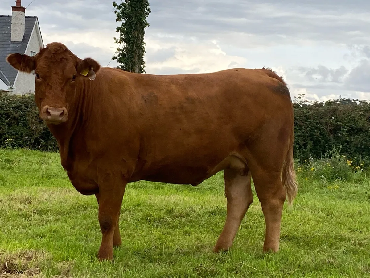 In calf Heifers - Image 4
