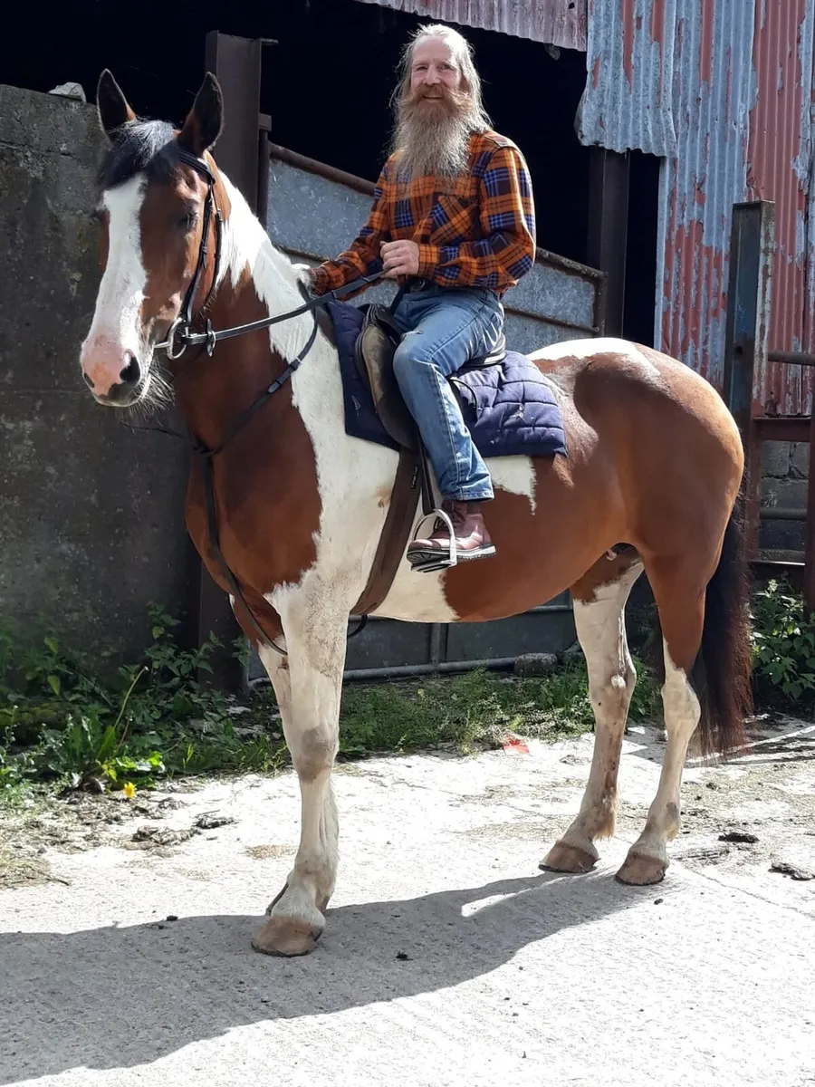 15.2 14yo ish skewbald mare - Image 1