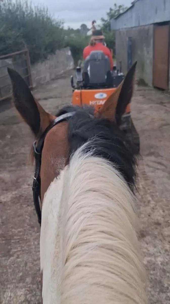 15.2 14yo ish skewbald mare - Image 2