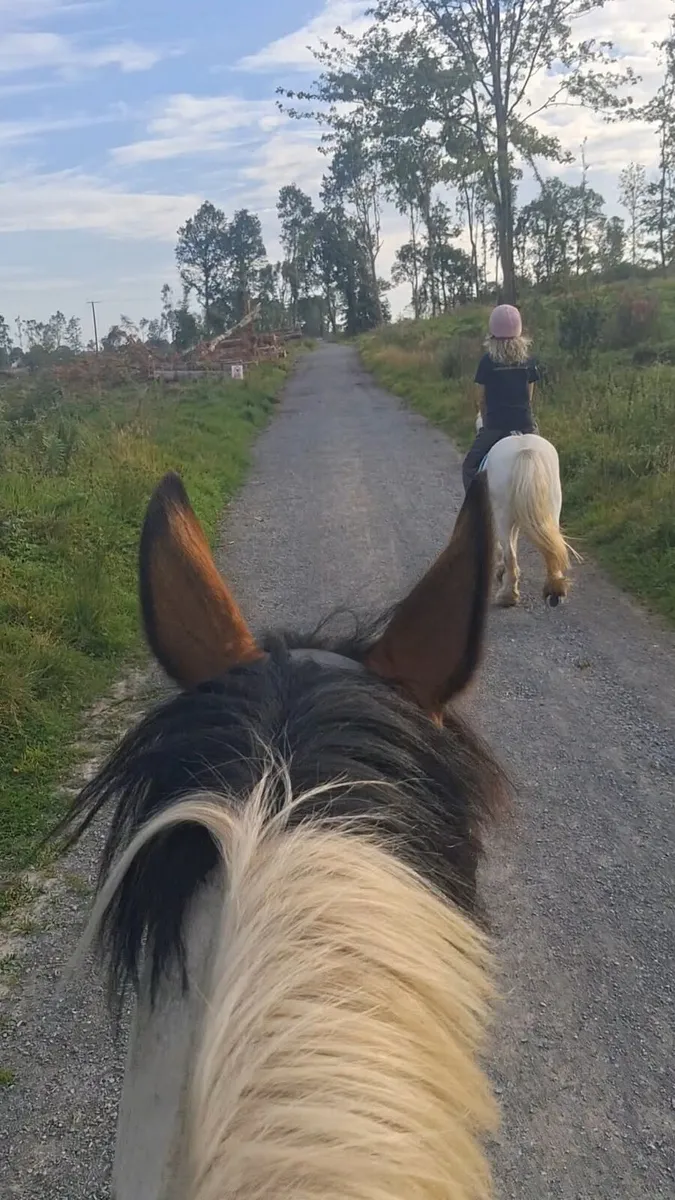 15.2 14yo ish skewbald mare - Image 3