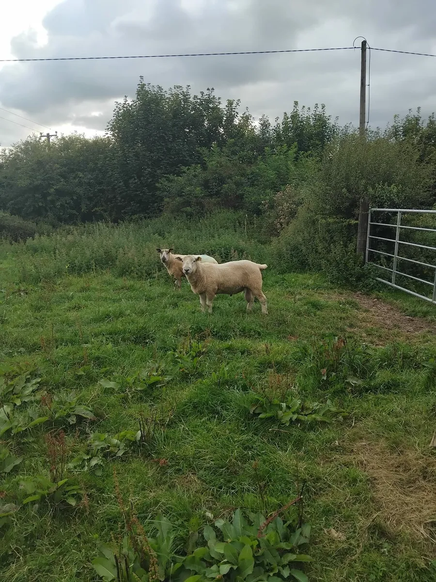 Ram - Image 1