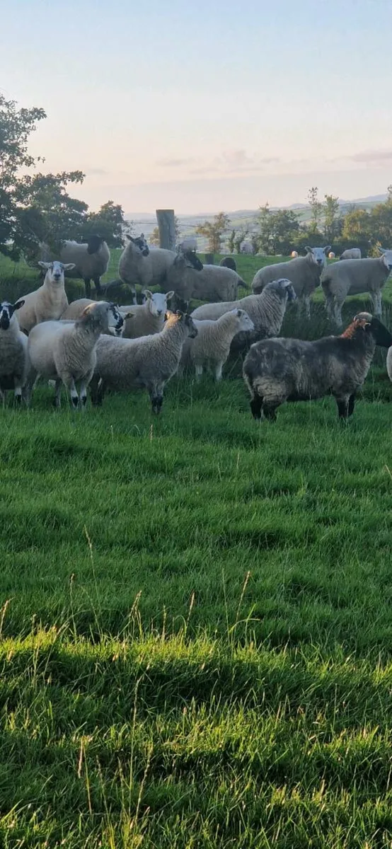 Sheep - Image 1
