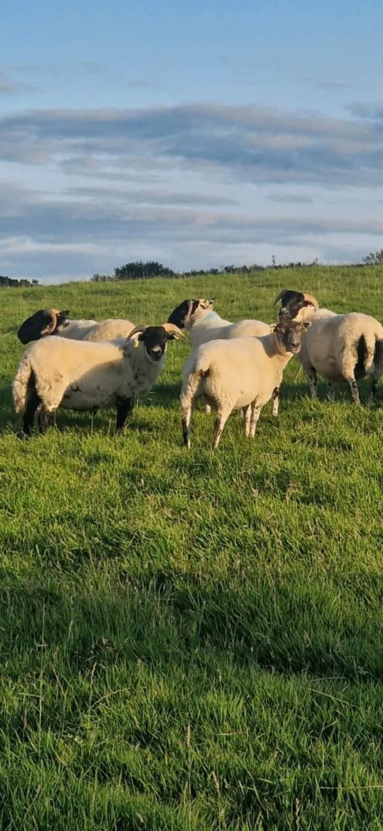 Sheep - Image 2