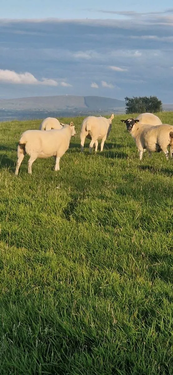 Sheep - Image 3