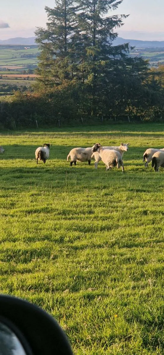 Sheep - Image 4
