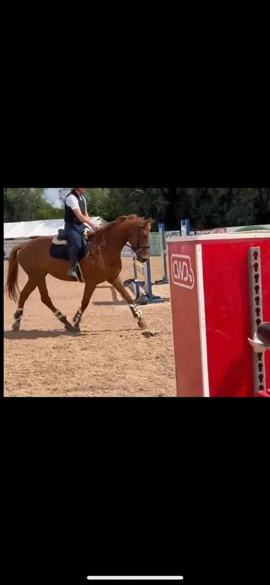 Horse - Image 3