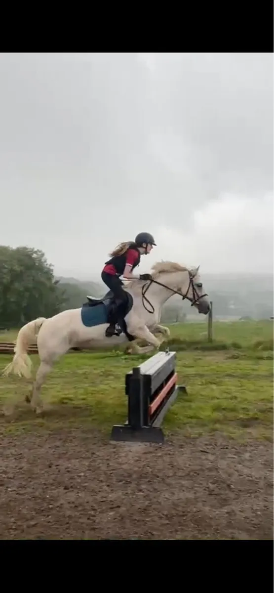 Pony - Image 2