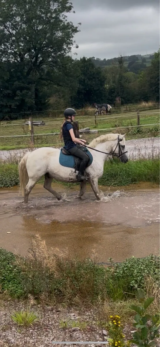 Pony - Image 3