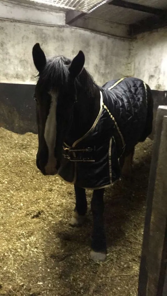 14.2 hh cob mare - Image 2