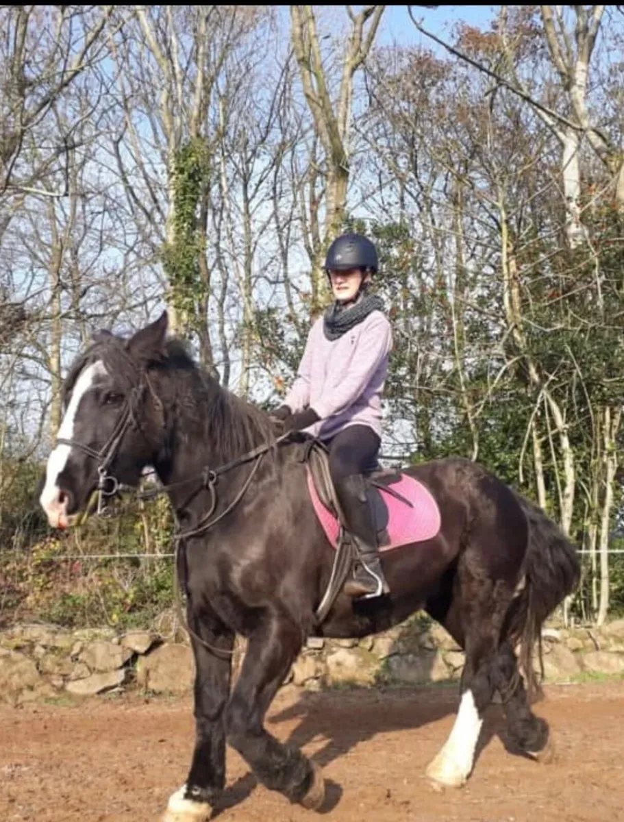 14.2 hh cob mare - Image 3