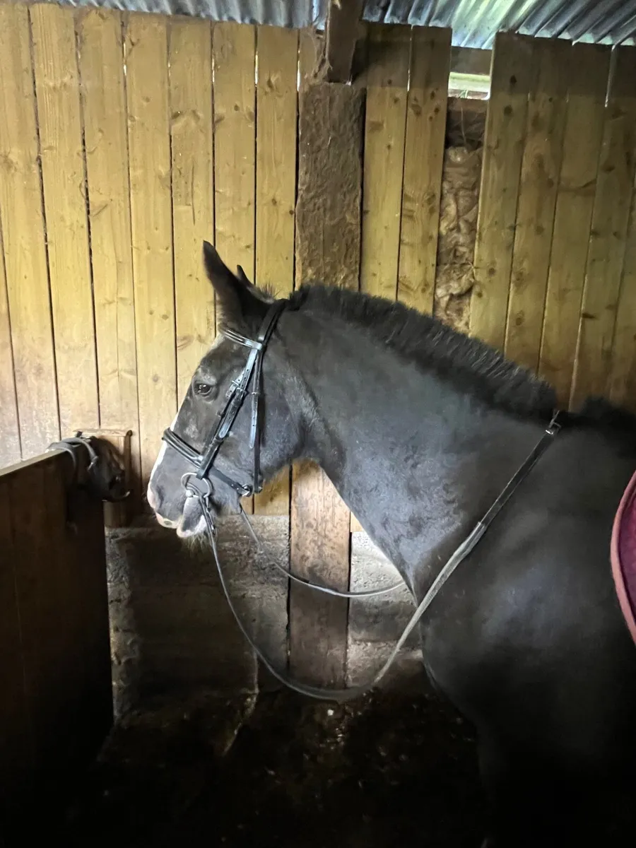 14.2 hh cob mare - Image 4